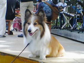 Dog join Jam